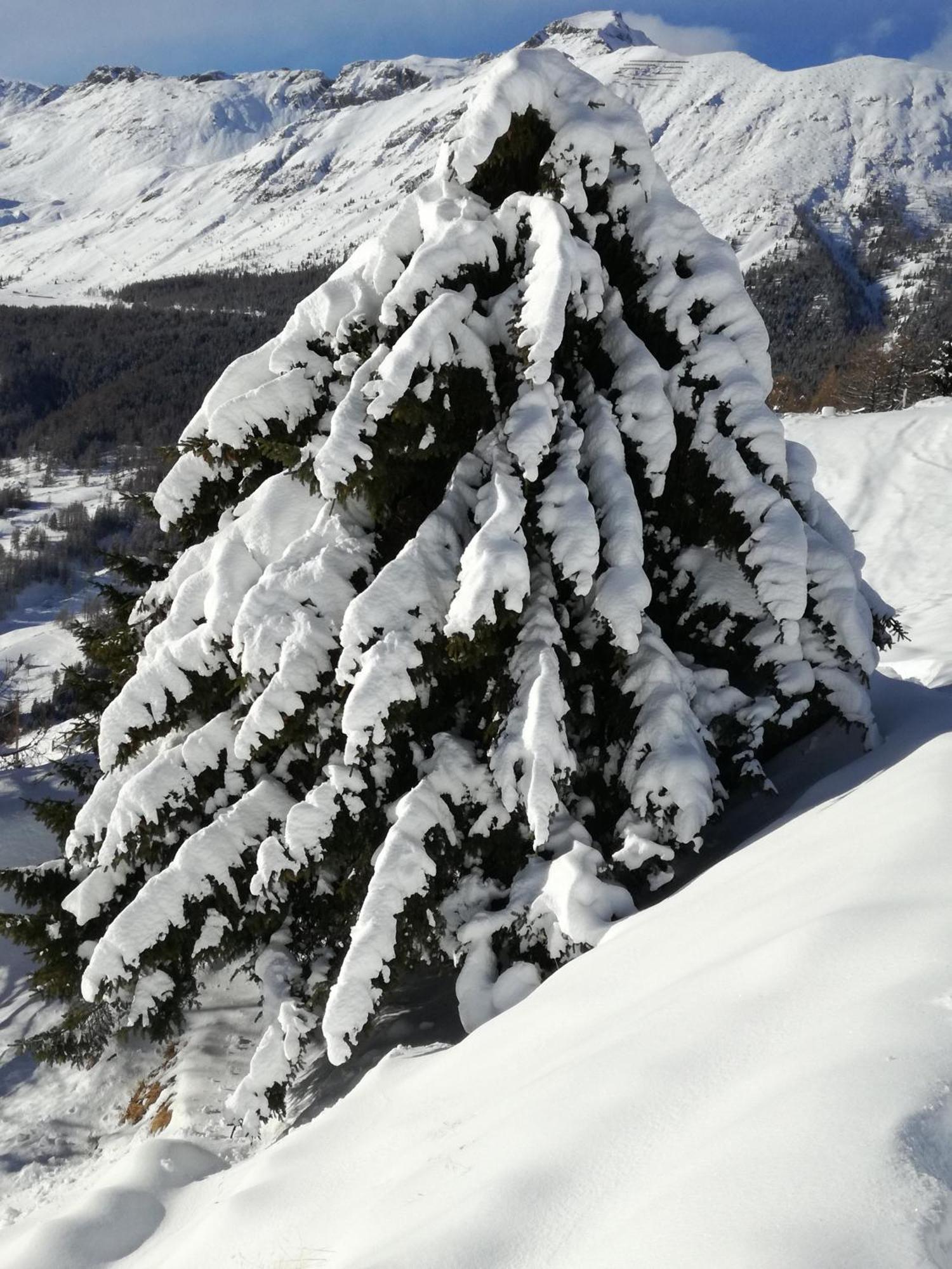 Hotel Rifugio Vieux Crest Champoluc Exterior foto